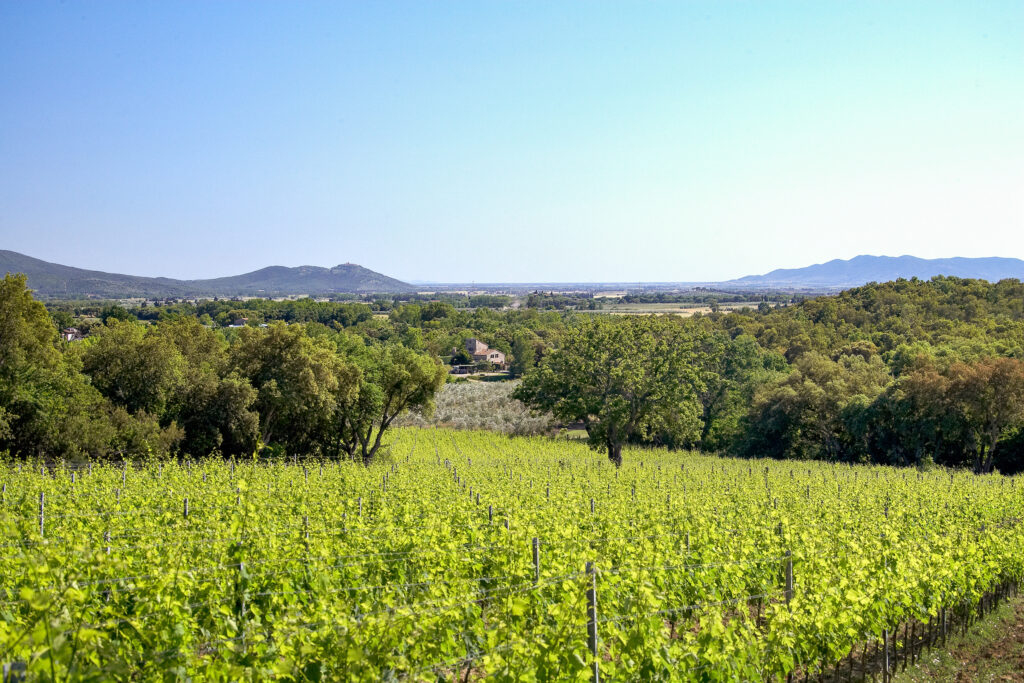 Cibo e Vino e Cultura  per il Turismo in Toscana