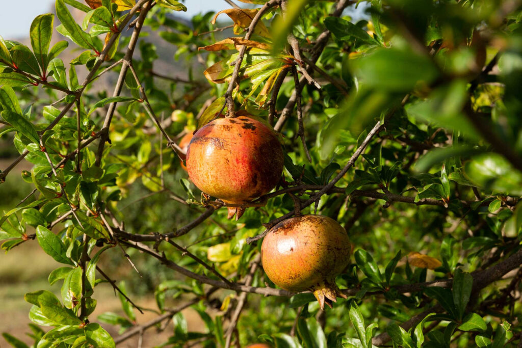 Food Forest