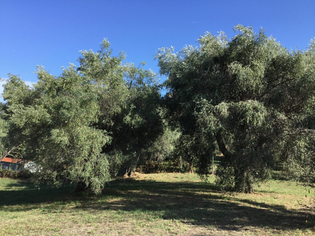 Premio alle Eccellenze Olearie Italiane