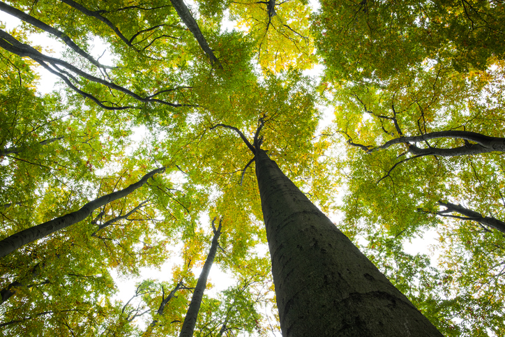 Alberi giusti nei posti giusti