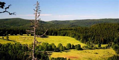 Giornata Internazionale delle Foreste