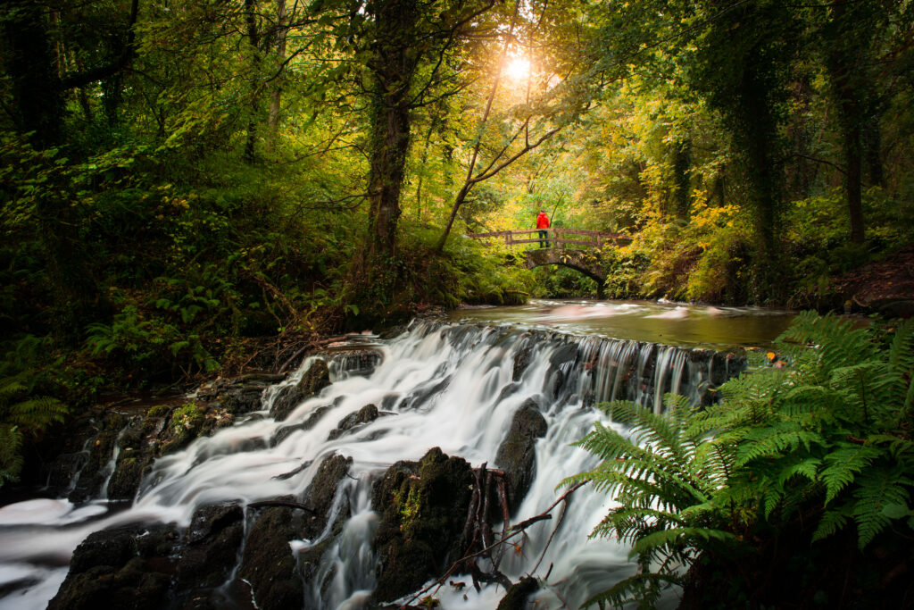 Irlanda Il Forest Bathing tra Boschi e Foreste