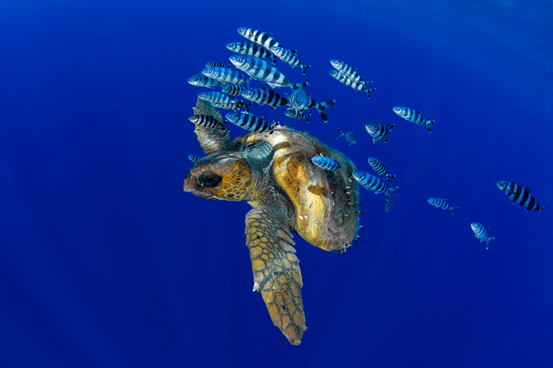 World Ocean Day alle Isole Canarie