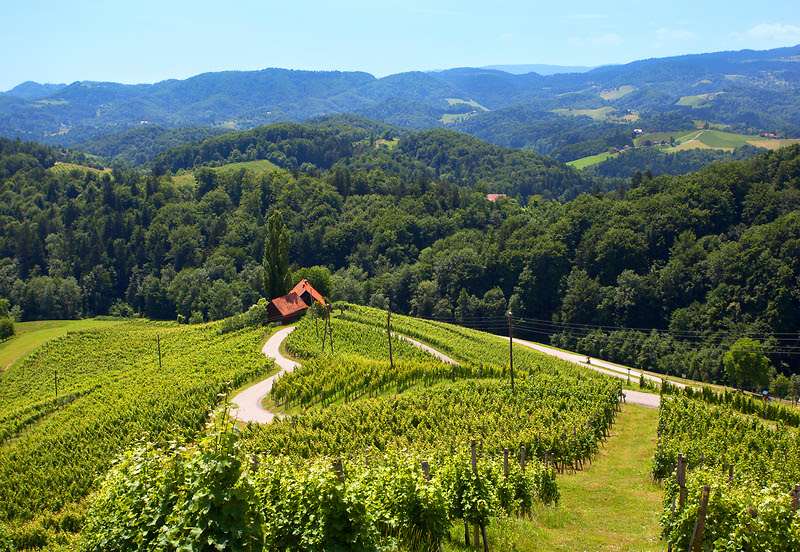 In Slovenia lungo le strade del vino
