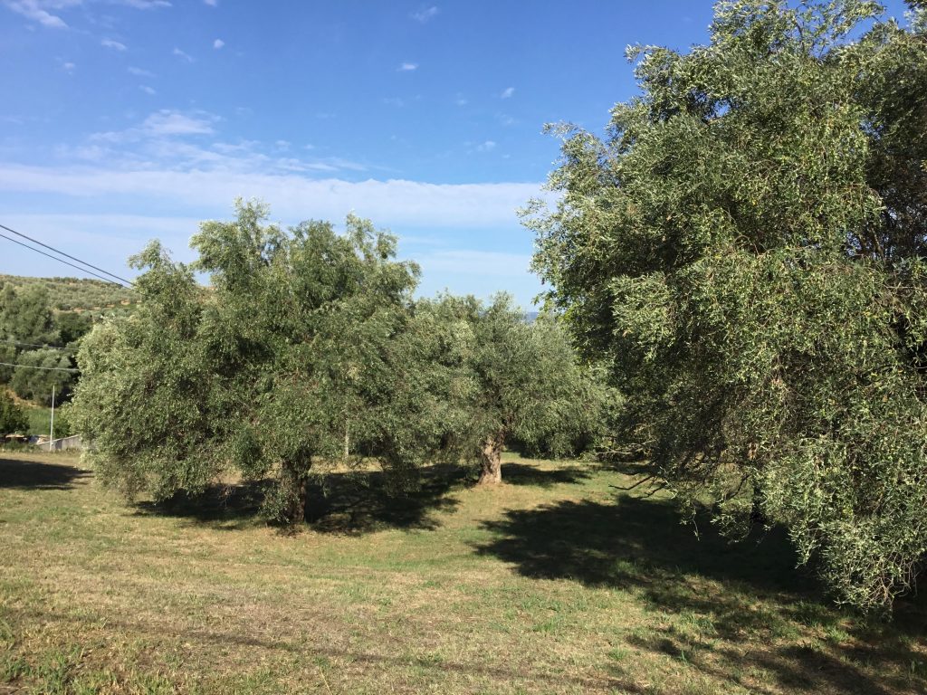 Il Movimento Turismo dell’Olio Toscana