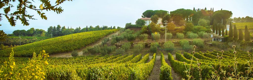 Da un vitigno antico nasce in Maremma un bianco d’eccellenza dal nome mitologico