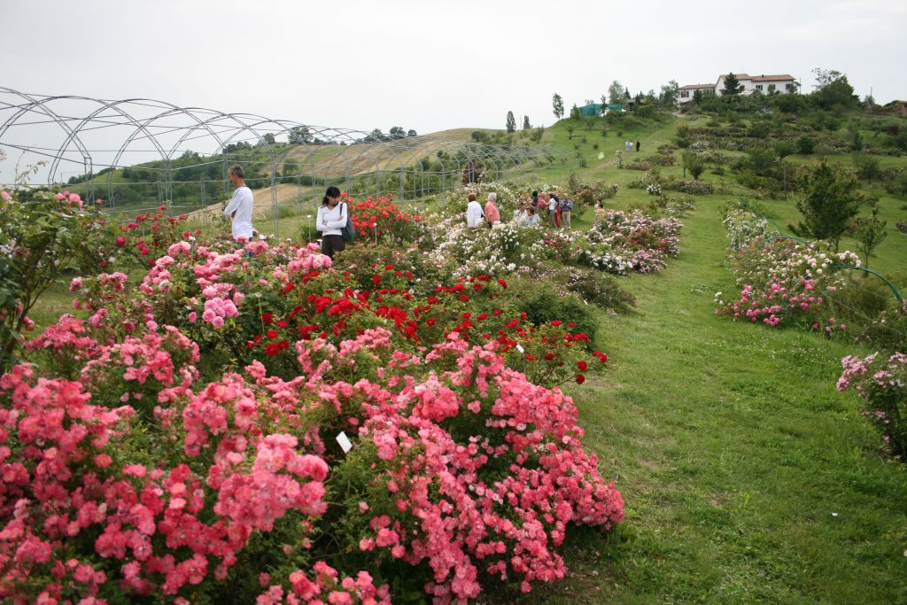 Andar “di rosa in rosa” in Emilia-Romagna nell’incanto della fioritura fra maggio e giugno