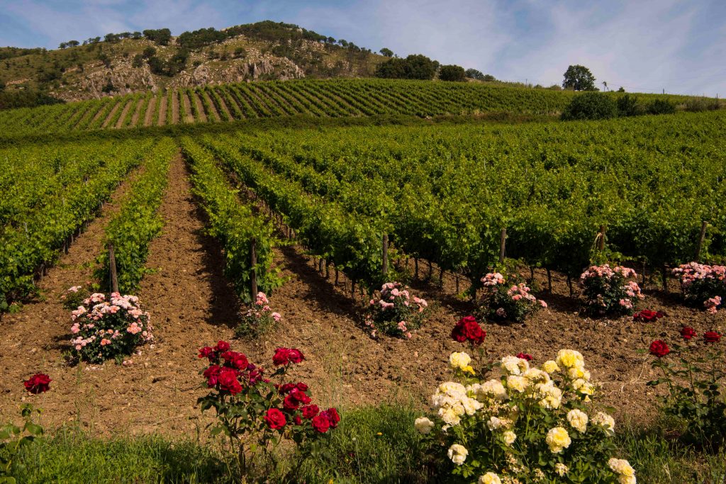 In un unico stand il Consorzio vini DOC Sicilia al Vinitaly