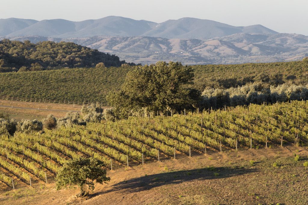 Il Montecucco DOC e DOCG chiude un ottimo Vinitaly