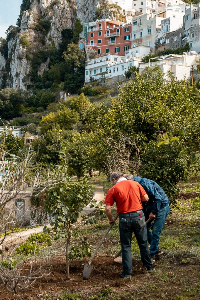 Giardino Mediterraneo il progetto ambientale di Gin Mare continua a crescere a Capri