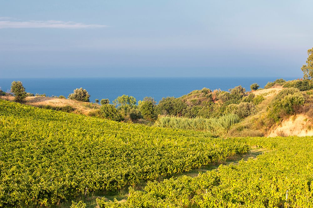 Il Concours Mondial de Bruxelles. nelle Terre di Calabria