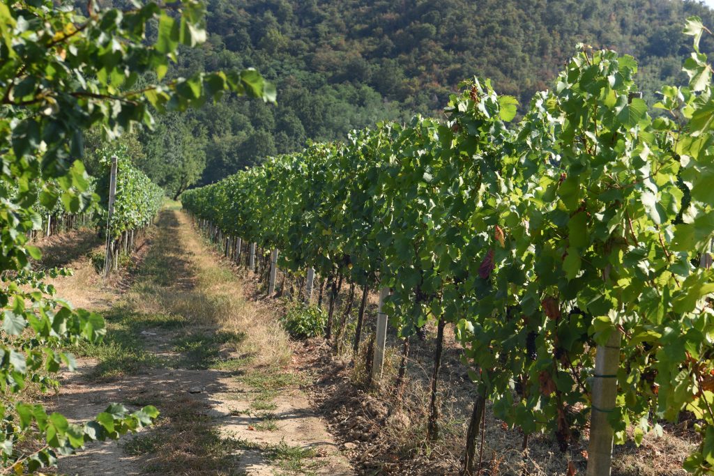 Villa Franciacorta isola felice per scelta felice del suolo