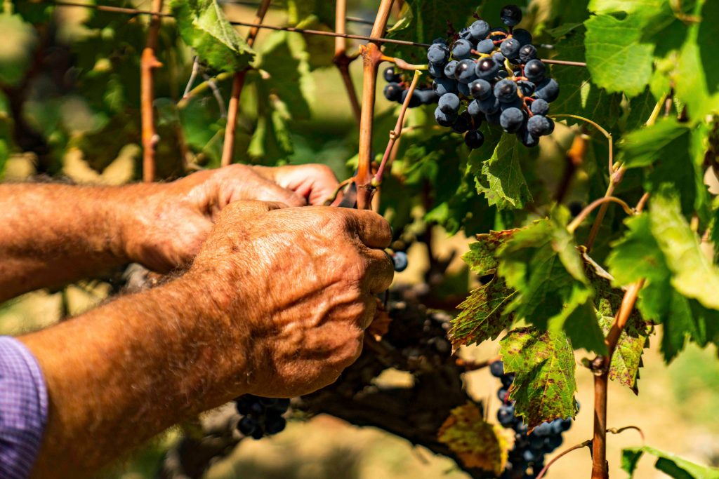 Le previsioni sulla “Vendemmia 2022” Consorzio di Tutela Vini Doc Sicilia