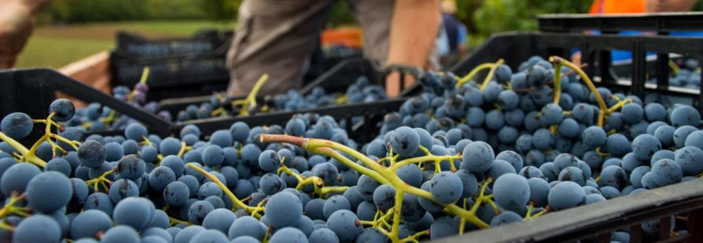 I Vignaioli Artigiani Nazionali diventano un associazione per la diffusione del Vino totalmente Naturale