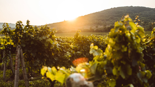 Quattro giorni lungo la strada dello champagne