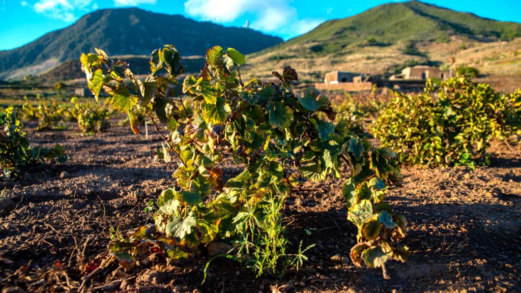 Dibattito a Pantelleria per la salvaguardia della vite ad alberello Patrimonio Unesco