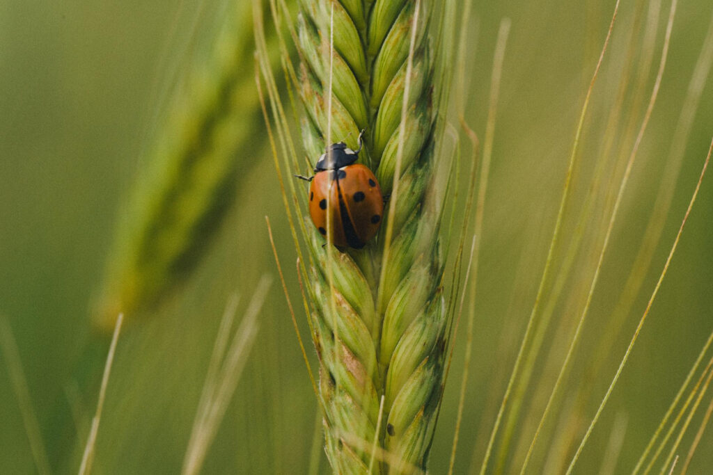 Testimonianze di 3 imprenditrici agricole dell’associazione Demeter Italia