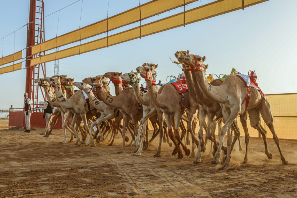 Dal 14 al 17 marzo 2023, AlUla Camel Cup, la più nobile delle tradizioni sportive in Arabia Saudita