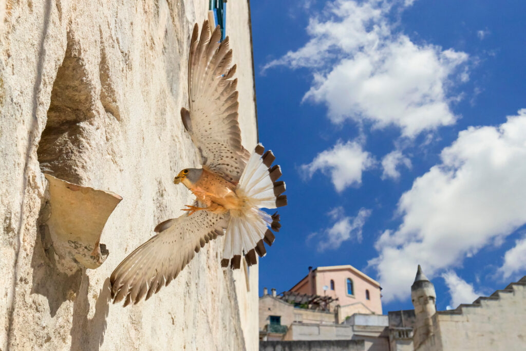 “Wild City”, ostacoli, difficoltà ma anche opportunità per le specie nel contesto urbano, al MUSE di Trento