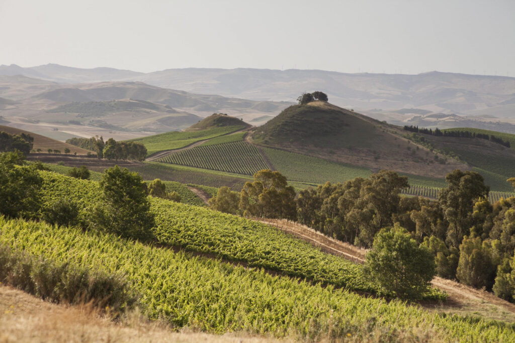 Tasca d’Almerita, nome che ha fatto la storia della vitivinicoltura in Sicilia in partnership con Green Media Lab