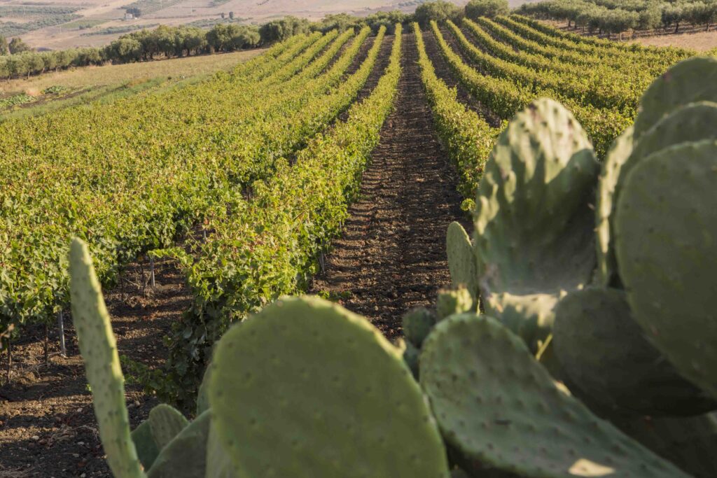 I vini DOC Sicilia diventano simbolo di unione tra culture e popoli, terra e mare, in uno spot